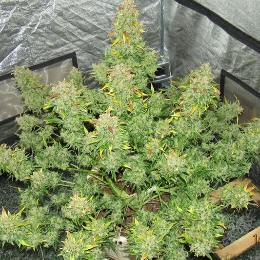 Fast Buds - Californian Snow