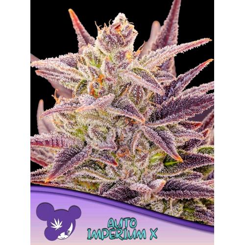 ANESIA SEEDS - AUTO IMPERIUM X - 3 SEMI