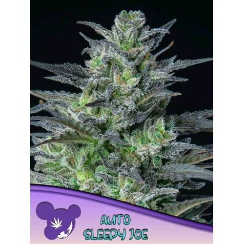 ANESIA SEEDS - AUTO SLEEPY JOE - 3 SEMI