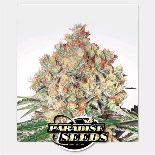 PARADISE SEEDS - AUTO WAPPA - 10 SEMI