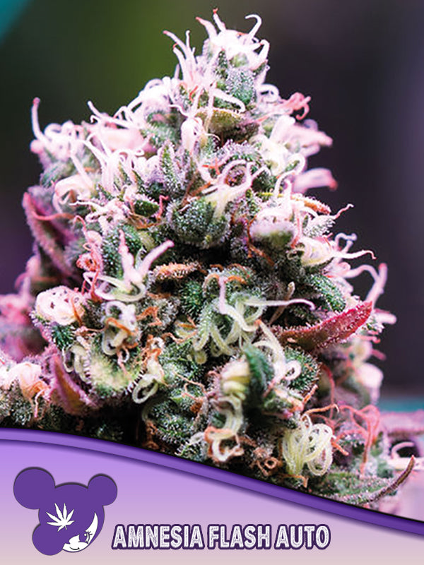 Amnesia Flash Auto -5 semi-