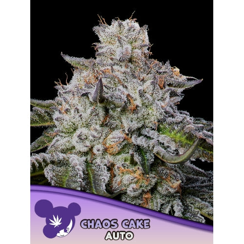 ANESIA SEEDS - CHAOS CAKE AUTO - 3 SEMI-