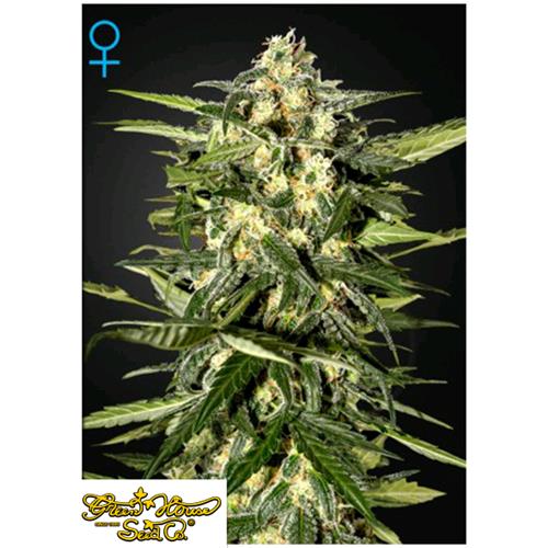 GREEN HOUSE - JACK HERER AUTO - 5 SEMI