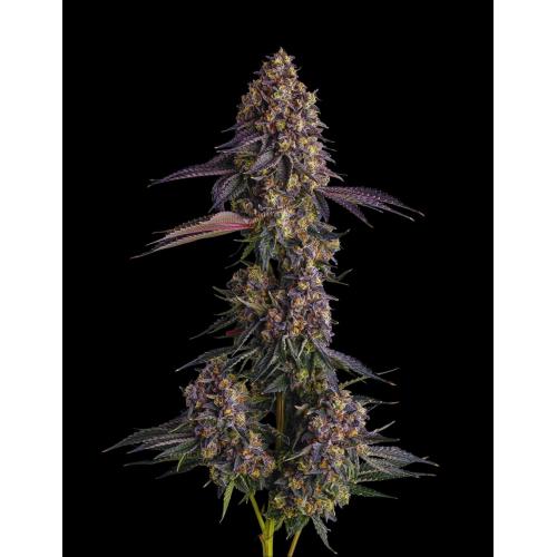 COMPOUND GENETICS - PAVE CANDY COLLECTION - KUMAMOTOZ - 7 SEMI
