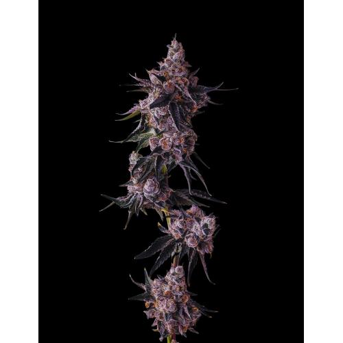 COMPOUND GENETICS - PAVE CANDY COLLECTION - LEMON CHERRY PAVE - 7 SEMI
