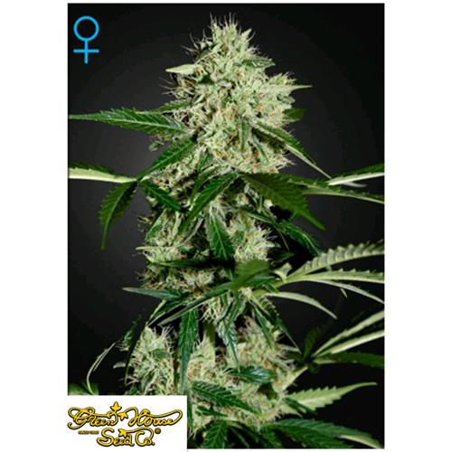 GREEN HOUSE - NORTHERNS LIGHTS AUTO - 3 SEMI