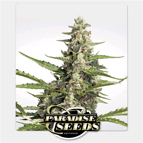 PARADISE SEEDS - PANDORA AUTO - 10 SEMI
