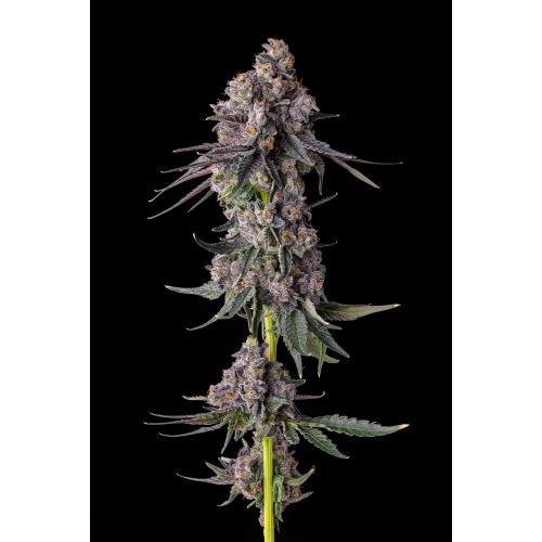 COMPOUND GENETICS - PAVE CANDY COLLECTION - RAINBOW GUAVE - 7 SEMI
