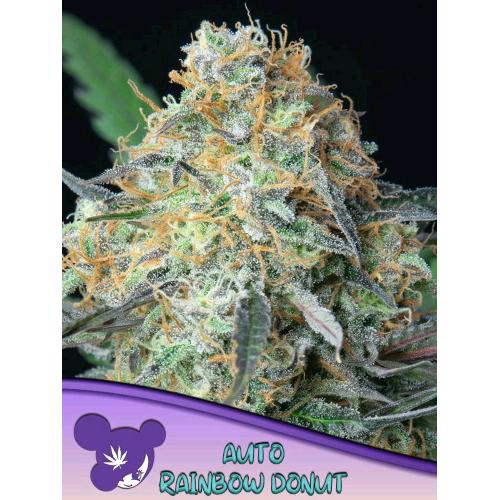 ANESIA SEEDS - RAINBOW DONUT AUTO - 3 SEMI