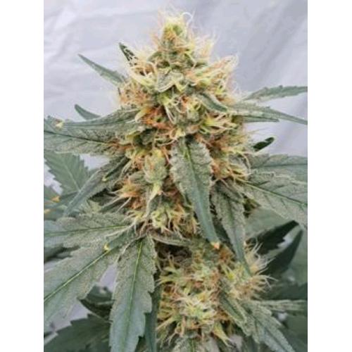PARADISE SEEDS - STROMBOLI AUTO - 3 SEMI