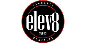 Elev8 Seeds - Biscotta - 3 semi femminizzati