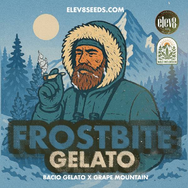 Elev8 Seeds - Frostbite Gelato- 3 semi femminizzati