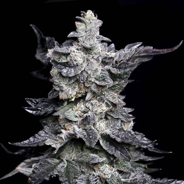 Elev8 Seeds - Granny's Apple Fritter