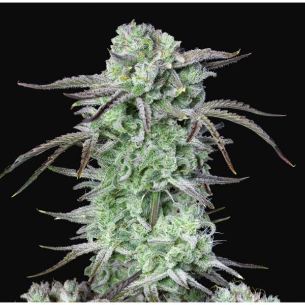 Fast Buds - Strawberry Banana Auto