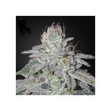 Franco's Lemon Cheese