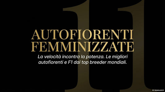 SELEZIONE 11 AUTOFIORENTI DISPONIBILI