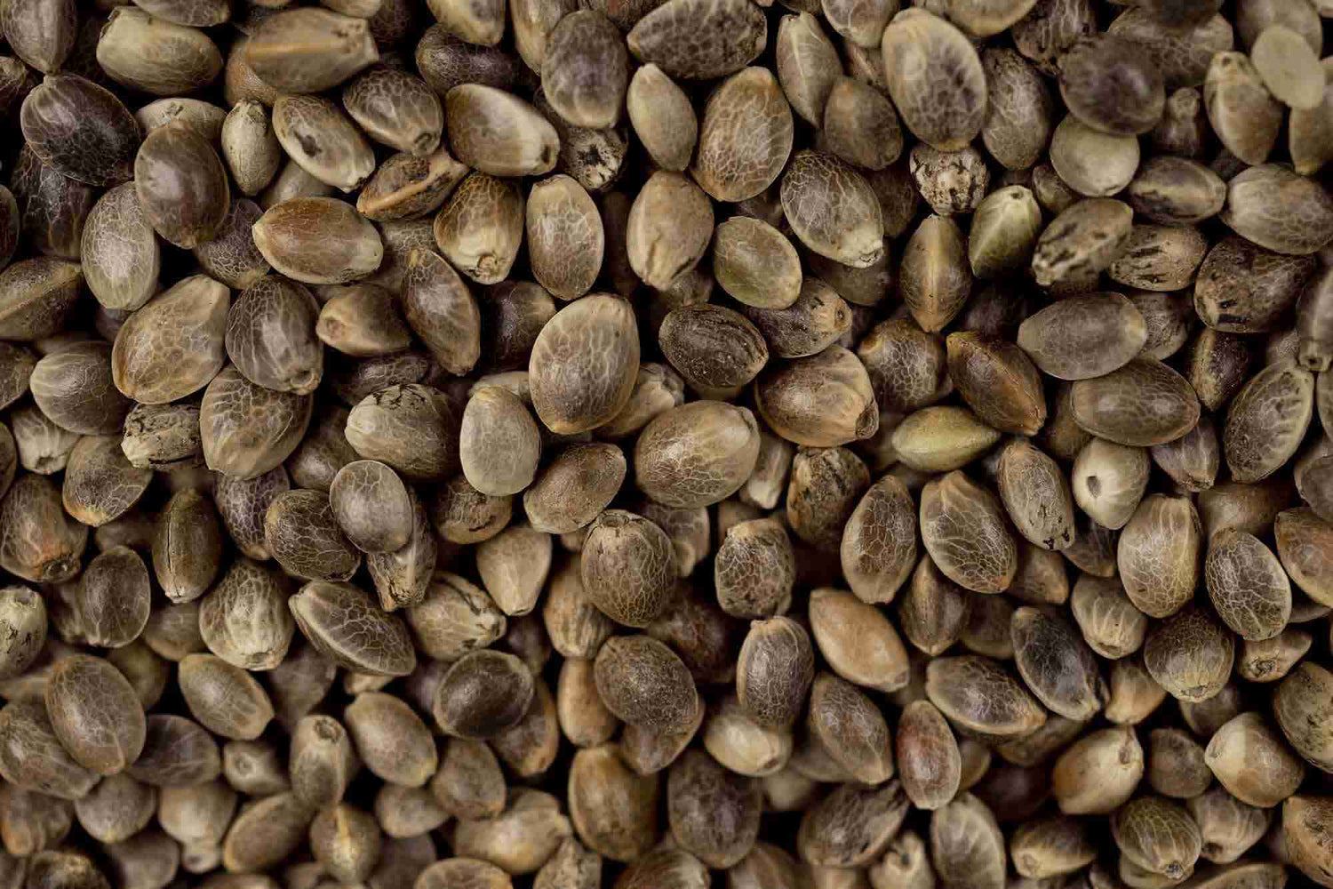 HUMBOLDT SEED COMPANY