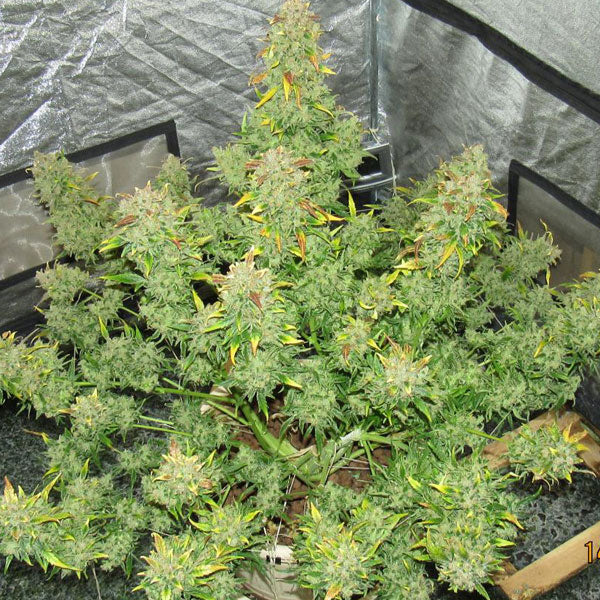 Fast Buds - Californian Snow