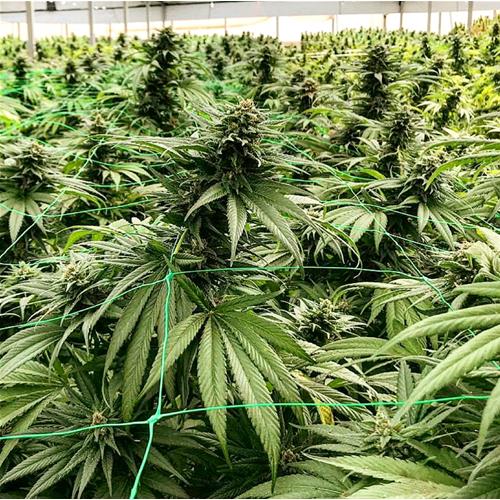 HSB - AMNESIA LEMON #11 CBD FEM 25 SEMI