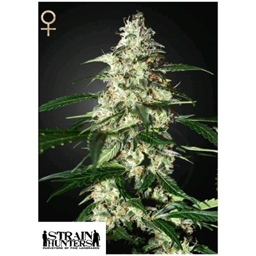 GREEN HOUSE - SKUNK AUTO - 10 SEMI (STRAIN HUNTERS)