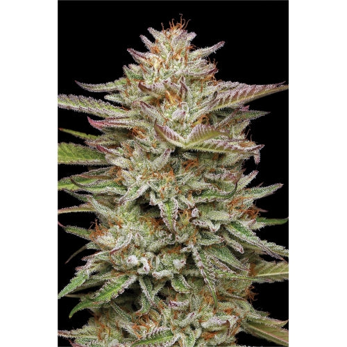 HUMBOLDT SEED COMPANY - BANANA OG AUTO - 5 SEMI