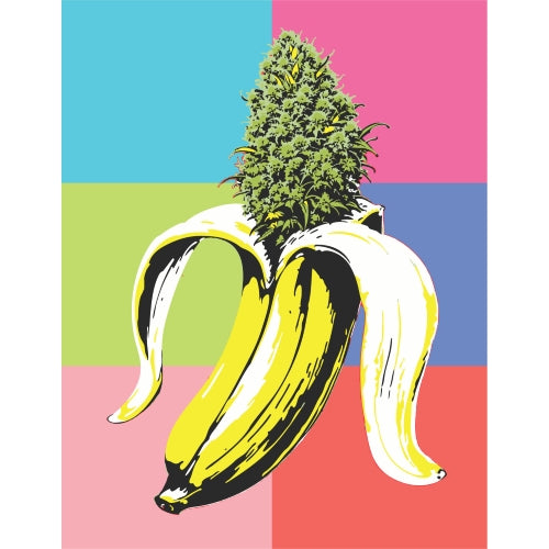 HUMBOLDT SEED COMPANY - BANANA OG AUTO - 5 SEMI