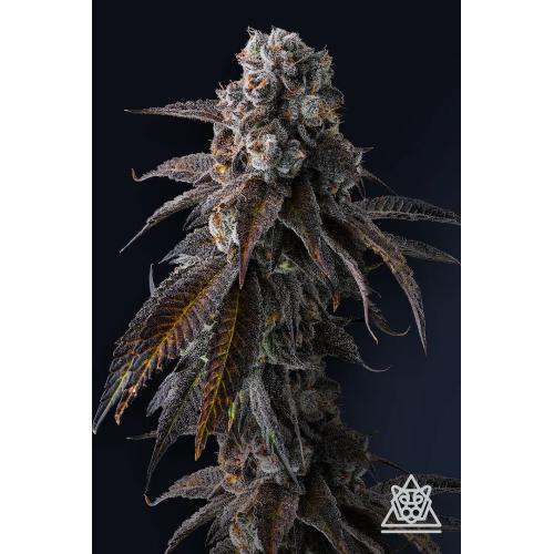COMPOUND GENETICS - DULCE DREAMS FEM - 7 SEMI