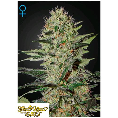 GREEN HOUSE - EXODUS CHEESE AUTO - 10 SEMI