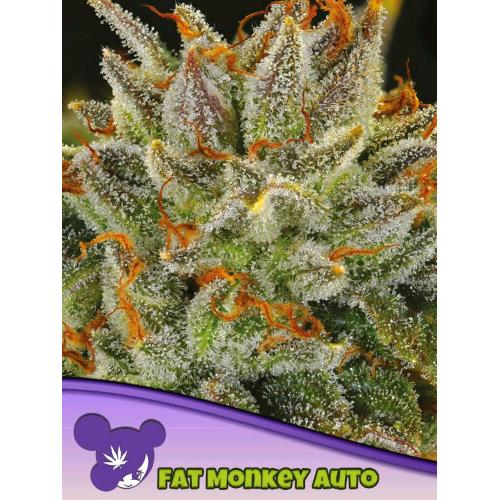 ANESIA SEEDS - FAT MONKEY AUTO - 10 SEMI-