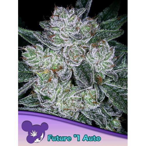 ANESIA SEEDS - AUTO FUTURE #1 - 5 SEMI