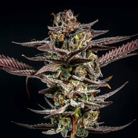 Elev8 Seeds - Gelato Kiss