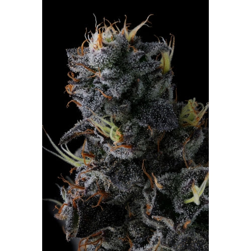 COMPOUND GENETICS - GIGGIN' GRAPES FEM - 7 SEMI