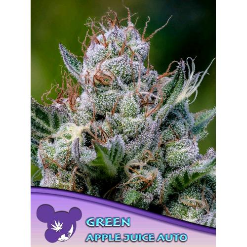 ANESIA SEEDS - GREEN APPLE JUICE AUTO - 3 SEMI