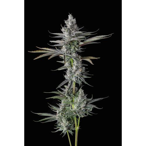COMPOUND GENETICS - GUWOP GREEN FEM - 7 SEMI
