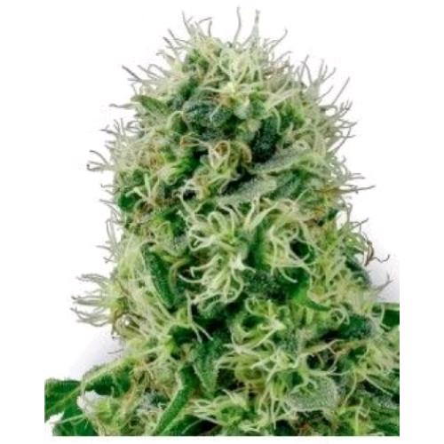 HSB - HARLEQUIN CBD FEM - THC < 0.5% - CBD 10% - 25 SEMI
