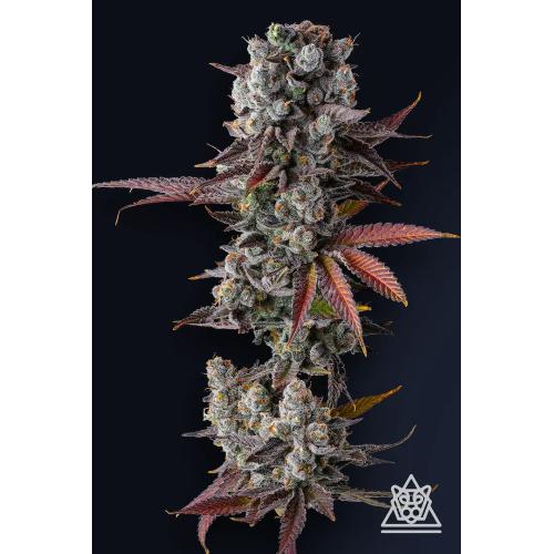 COMPOUND GENETICS - HAWAIIAN SUNKIST FEM - 7 SEMI
