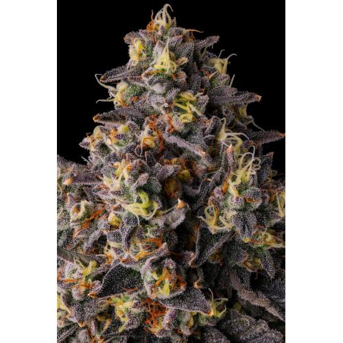 COMPOUND GENETICS - PAVE CANDY COLLECTION - KUMAMOTOZ - 7 SEMI