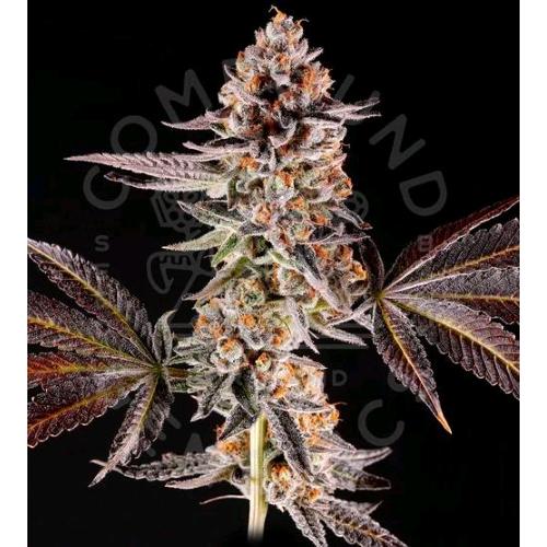 COMPOUND GENETICS - LA BOMBA FEM - 5 SEMI