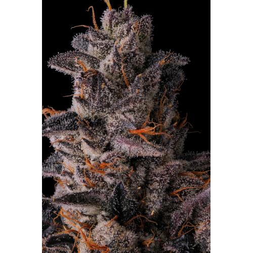 COMPOUND GENETICS - PAVE CANDY COLLECTION - LEMON CHERRY PAVE - 7 SEMI