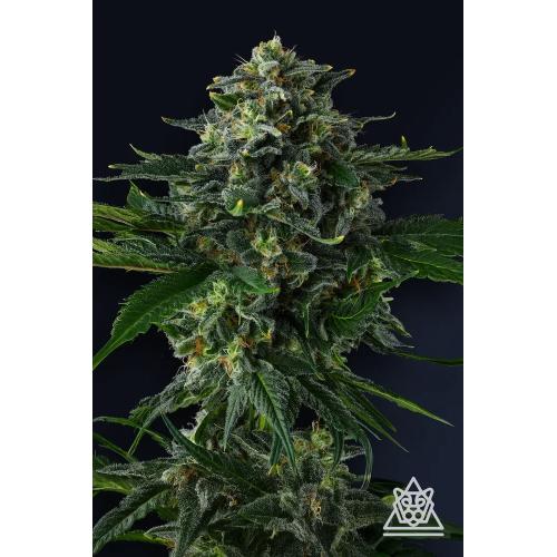 COMPOUND GENETICS - PHILBO BAGGINS FEM - 7 SEMI