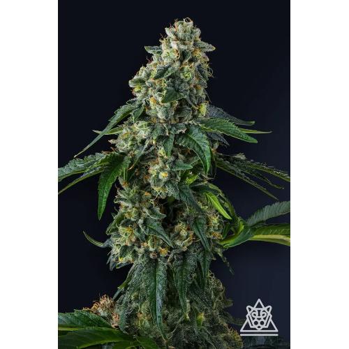 COMPOUND GENETICS - PRESIDENTIAL PARDON FEM - 7 SEMI