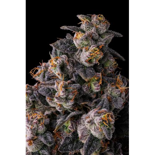 COMPOUND GENETICS - PAVE CANDY COLLECTION - RAINBOW GUAVE - 7 SEMI