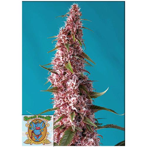 SWEET SEEDS - RED PURE AUTO CBD - 3+1 SEMI