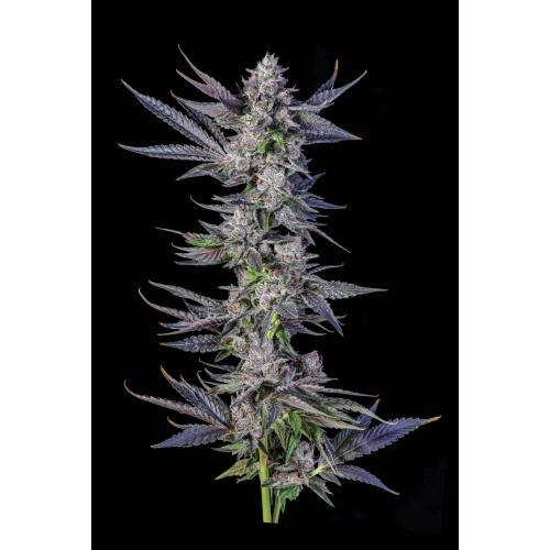 COMPOUND GENETICS - RUNTZ CARLTON FEM - 7 SEMI