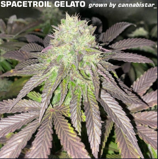 Spacetroil Gelato
