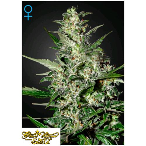 GREEN HOUSE - SUPER CRITICAL AUTO - 10 SEMI