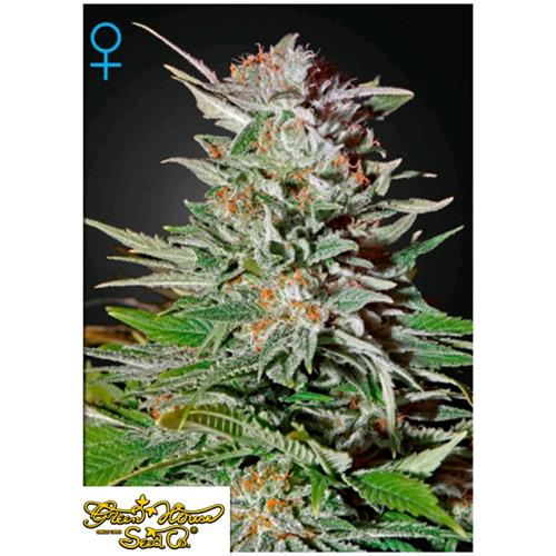 GREEN HOUSE - SUPER LEMON HAZE AUTOFLOWERING - 1 SEME