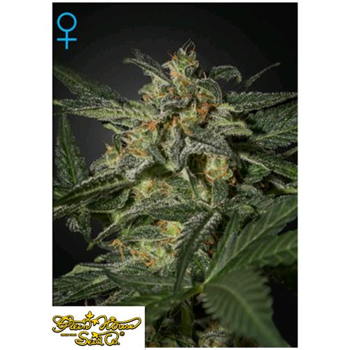 GREEN HOUSE - WHITE WIDOW AUTO - 10 SEMI