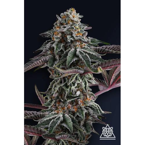 COMPOUND GENETICS - ZUPERNOVA FEM - 7 SEMI