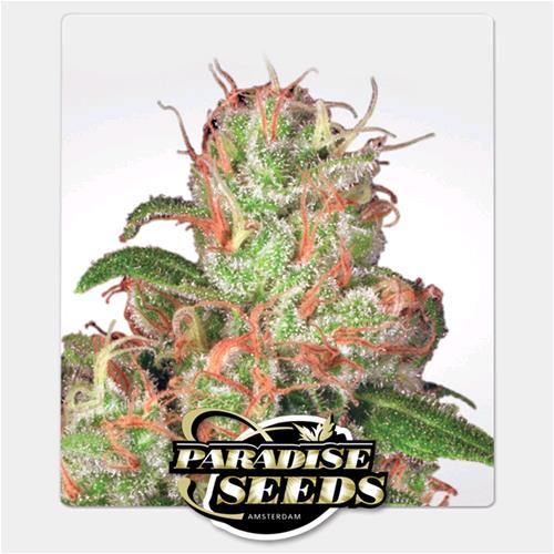 PARADISE SEEDS - AUTO ACID - 10 SEMI